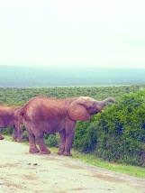 Addo Elephant Park when we almost got trampeled by a herd of elephants